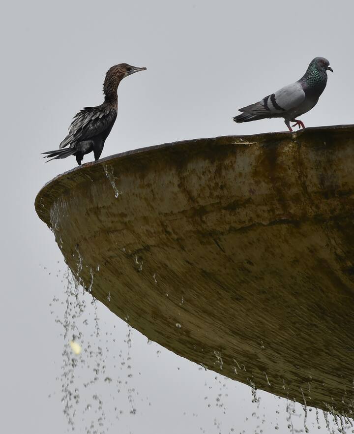 अफगानिस्तान के ऊपर पश्चिमी विक्षोभ के कारण आंशिक रूप से बादल छाए रहने से उत्तर पश्चिम भारत में लंबे समय तक चलने वाली लू से कुछ समय के लिए राहत मिली है. हालांकि, अभी जबरदस्त लू चलने की संभावना है.