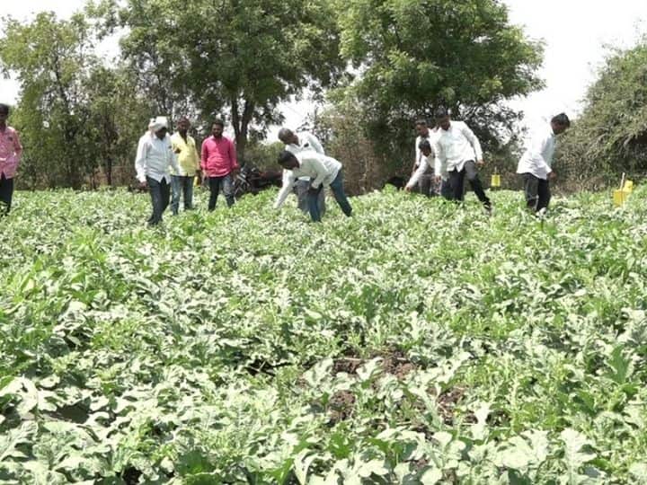 Beed News Update Farmers earn Rs 3 lakh from watermelon cultivation in Beed  गटशेतीतून साधली आर्थिक क्रांती, बीडमधील शेतकरी टरबुजाच्या उत्पन्नातून मिळवतात एकरी तीन लाख रुपये