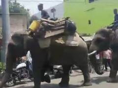 Ramnagar News: भगत सिंह चौक पर दो हाथियों ने मचाया उत्पात, हल्द्वानी प्राइवेट बस अड्डे के पास सड़क को किया जाम