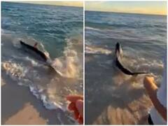 Watch: ऑस्ट्रेलियाई समुद्र तट पर फंसा खूंखार शार्क, जान जोखिम में डाल लोगों ने किया रेस्क्यू