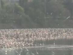 Navi Mumbai: नवी मुंबई की इस जगह पर प्रवासी पक्षियों ने डाला डेरा, तस्वीरें देखकर मन हो जाएगा खुश