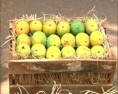 PHOTO : पुण्यात लहान मुलांसाठी हापूस आंबा खाण्याची स्पर्धा