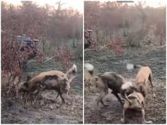 Watch: खौफनाक तरीके से जंगली कुत्तों ने किया खरगोश का शिकार, चंद सेकेंड में कर डाले तीन टुकड़े