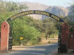 Ranthambore National Park Charge Hike: आज से रणथंभौर नेशनल पार्क में घुमना हुआ महंगा, अब टिकट के लिए चुकाने होंगे इतने रुपये