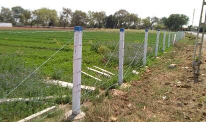 Gujarat Agriculture Scheme: kantali tar ni vad ni yojana by gujarat govt know how to apply Gujarat Agriculture Scheme: ગુજરાતમાં ખેડૂતોના પાકને જંગલી જાનવરથી બચાવવા સરકાર ચલાવે છે યોજના, જાણો કેટલી આપે છે સહાય