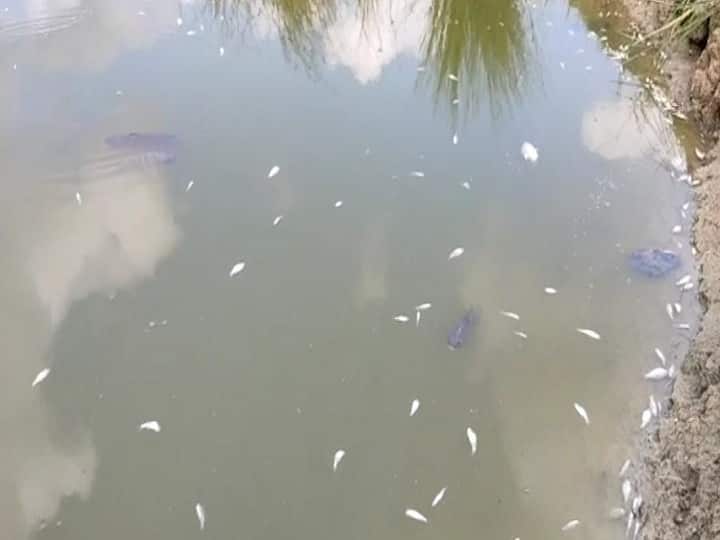 Mysterious persons poisoned in a lake near Thiruvarur - 5 lakh worth of dead fish floating திருவாரூர் அருகே ஏரியில் விஷம் கலந்த மர்ம நபர்கள் - செத்து மிதந்த 5 லட்சம் மதிப்புள்ள மீன்கள்