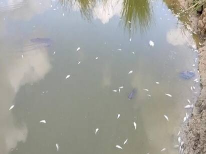 Mysterious persons poisoned in a lake near Thiruvarur - 5 lakh worth of dead fish floating திருவாரூர் அருகே ஏரியில் விஷம் கலந்த மர்ம நபர்கள் - செத்து மிதந்த 5 லட்சம் மதிப்புள்ள மீன்கள்