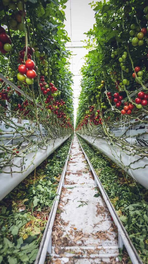 Kitchen Hacks: Some easy tips to make tomatoes last longer...