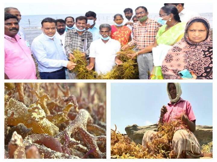 தடைக்காலத்தில் மீனவர்களுக்கு கை கொடுக்கும் கடல்பாசி வளர்ப்பு...! விதைகளை வழங்கி ஊக்கப்படுத்திய ஆட்சியர்...!