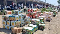 ફળોના રાજા કેસર કેરીની બજારમાં એન્ટ્રી, સ્વાદ રસીકોમાં ખુશીની લહેર, જુઓ વીડિયો