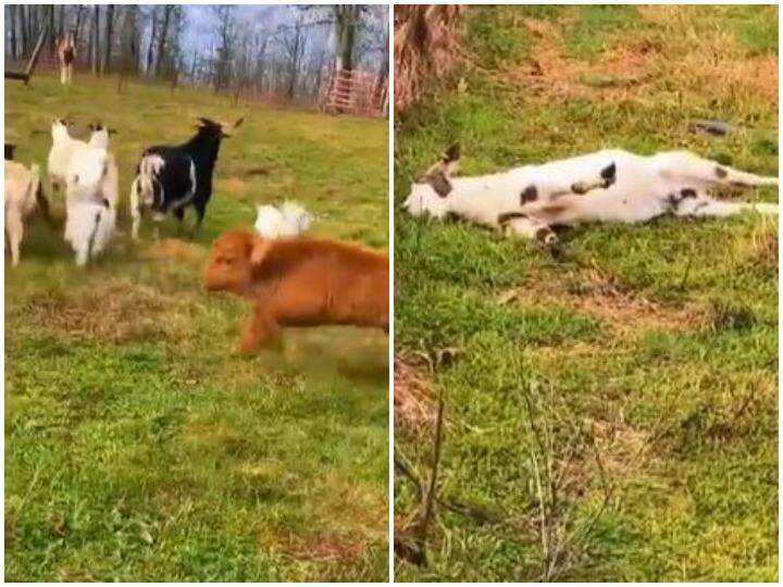 Watch: बकरियों और मेमनों के साथ मस्ती करता दिखा गाय का बछड़ा, हंसा देगा वीडियो Cow calf seen having fun with goats and lambs Watch: बकरियों और मेमनों के साथ मस्ती करता दिखा गाय का बछड़ा, हंसा देगा वीडियो