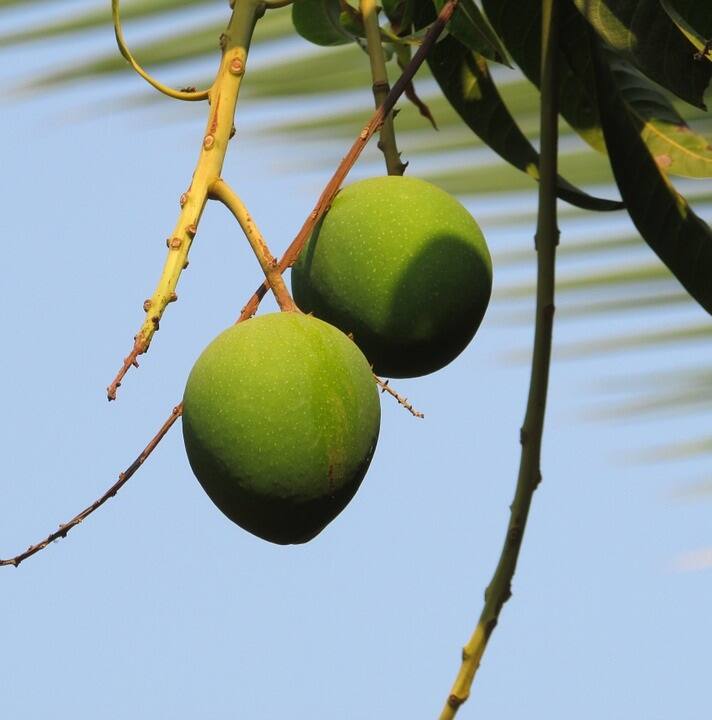 এবার গোটা সরষে, মৌরি, মেথি, জিরে মিক্সিতে ভালো করে বেটে নিন। সমস্ত মশলা ভালো করে বাটা হলে আলাদা করে রাখুন।