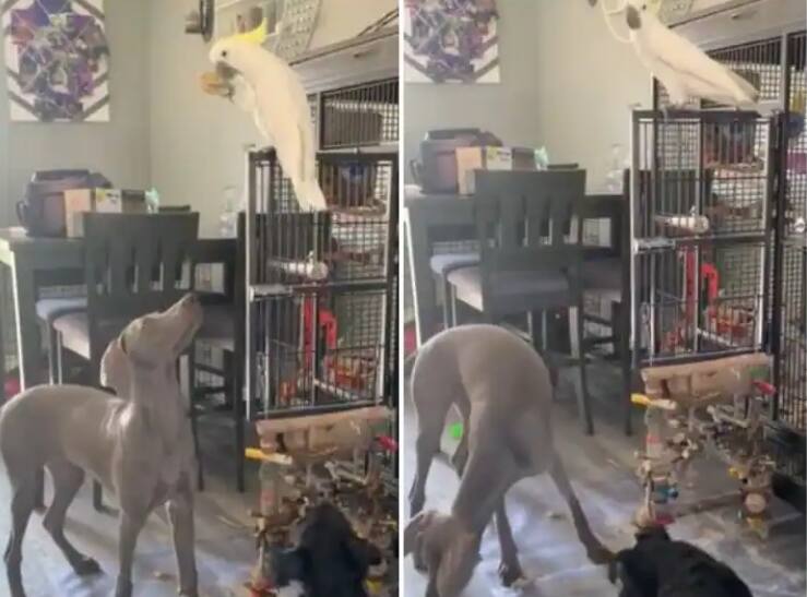 parrot throws biscuits in air for dog to eat Viral Video : पोपटाची बिस्कीटासाठी कुत्र्यासोबत मस्ती, हा व्हायरल व्हिडीओ पाहिला का?
