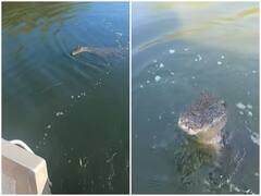 Watch: झील में मछली पकड़ रहे कपल की नाव पर अचानक आया मगरमच्छ, रोंगटे खड़े कर देगा वीडियो