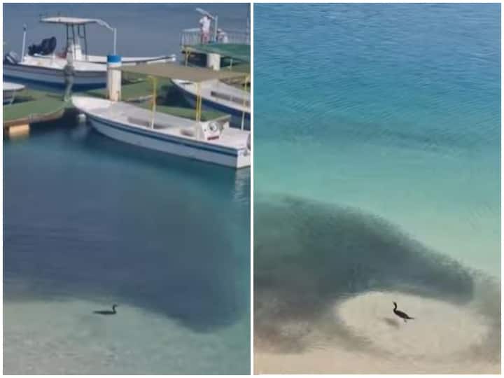 Watch: हजारों मछलियां होने के बाद भी चिड़िया को नहीं मिली शिकार में सफलता Despite having thousands of fish the bird did not get success in hunting Watch: हजारों मछलियां होने के बाद भी चिड़िया को नहीं मिली शिकार में सफलता