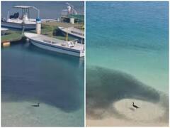 Watch: हजारों मछलियां होने के बाद भी चिड़िया को नहीं मिली शिकार में सफलता