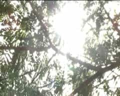 Purulia: পুরুলিয়ায় সকাল ৯টাতেই তাপমাত্রা চড়ল ৪০ ডিগ্রির উপরে। Bangla News