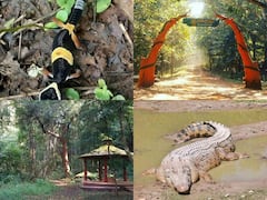 Bastar News: खतरे में है छत्तीसगढ़ के इस राष्ट्रीय उद्यान के वन्यजीव, जानवर पलायन को क्यों मजबूर?