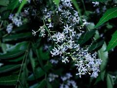 Neem Flower Sharbat: गर्मी में पिएं नीम के फूलों से बना शरबत, सेहत को मिलेंगे ढेरों फायदे