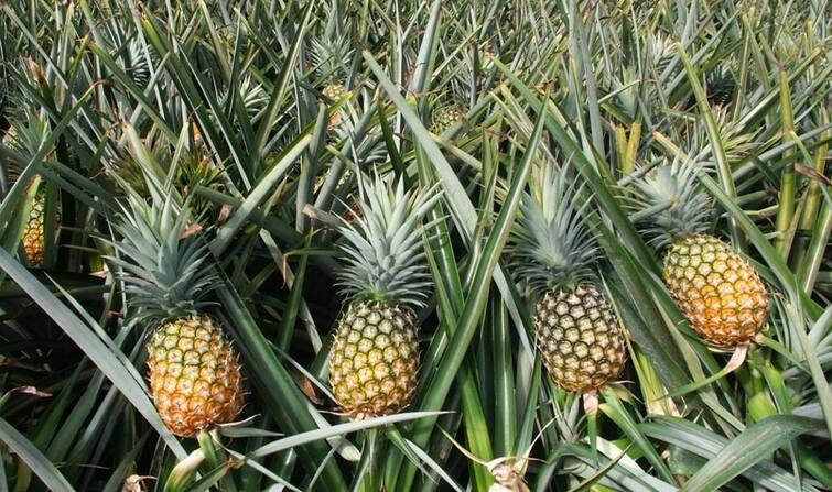 Pineapple Farming: Know how to farming pineapple and farmers ears good profit Pineapple Farming: વર્ષમાં ગમે ત્યારે કરી શકાય છે અનાનસની ખેતી, ખેડૂતોને થશે બંપર નફો, જાણો શું છે આ ખેતીની ખાસિયત