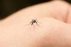 ਹੁਣ ਮੱਛਰ ਨੇੜੇ-ਤੇੜੇ ਵੀ ਨਹੀਂ ਆਉਣਗੇ, ਬਗੈਰ ਕੈਮੀਕਲ ਮੱਛਰਾਂ ਨੂੰ ਭਜਾਉਣ ਦੇ 5 ਆਸਾਨ ਤਰੀਕੇ