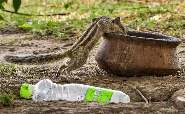 गर्मी ने जानवरों, पशु-पक्षियों का भी बुरा हाल कर दिया है. खुद को गर्मी से बचाने के लिए बेजुबान जानवर पानी की तलाश करते नजर आते हैं.