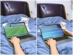 Watch: खेलने की जिद पर अड़ी पालतू बिल्ली, मालिक का कर दिया बहुत बड़ा नुकसान