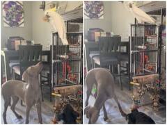 Watch: तोते ने की डॉगी के संग मस्ती, खाने के लिए हवा में उछाली बिस्कुट