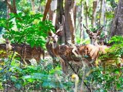 Bastar News: खतरे में है छत्तीसगढ़ के इस राष्ट्रीय उद्यान के वन्यजीव, जानवर पलायन को क्यों मजबूर?