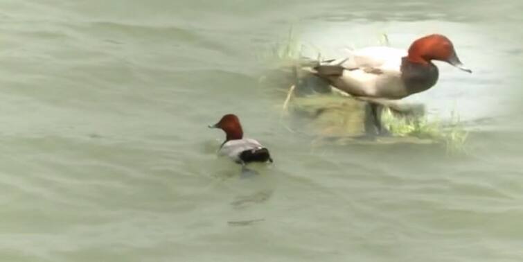 Howrah: Crowds are flocking to the Ganges to see migratory birds in Howrah Howrah: হাওড়ায় পরিযায়ী পাখিকে দেখার জন্য ভিড় বাড়ছে গঙ্গাবক্ষে