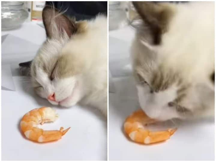 Watch: सोते हुए भी बिल्ली ने पहचान ली खाने की महक, आंखें खोलती ही खाने पर टूट पड़ी Even while sleeping cat recognized smell of food and started eating it as soon as it opened its eyes Watch: सोते हुए भी बिल्ली ने पहचान ली खाने की महक, आंखें खोलती ही खाने पर टूट पड़ी