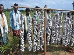 Chhattisgarh News: छत्तीसगढ़ में भूपेश सरकार का बड़ा फैसला, MSP पर होगी रैली कोसा की खरीद, जानिए क्या मिलेगी कीमत?