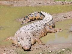 Bastar News: खतरे में है छत्तीसगढ़ के इस राष्ट्रीय उद्यान के वन्यजीव, जानवर पलायन को क्यों मजबूर?