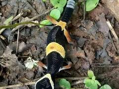 Bastar News: છત્તીસગઢના આ રાષ્ટ્રીય ઉદ્યાનનું વન્યજીવન જોખમમાં, પ્રાણીઓને સ્થળાંતર કરવાની કેમ ફરજ પડી?