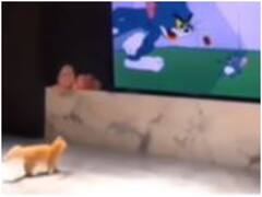 Watch: टीवी पर धमाके की आवाज सुन दुम दबाकर भागी बिल्ली, हंसते-हंसते हो जाएंगे लोटपोट