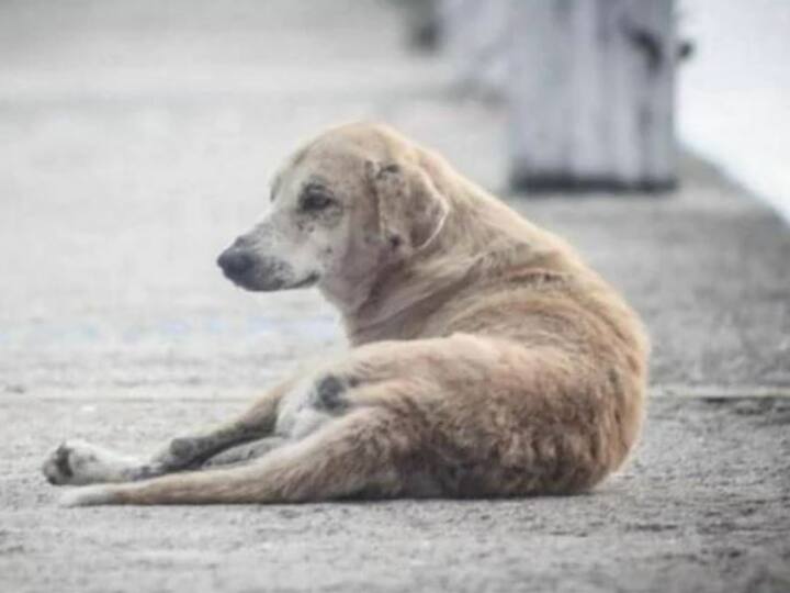 Madhya Pradesh amid water crisis more concern for thirst to domestic animals मध्य प्रदेश: पीने के पानी को तरस रहे इंसानों से ज्यादा चिंता है पालतू जानवरों की!