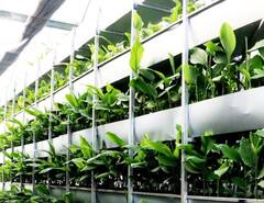 हळदीच्या क्रांतिकारक उत्पादनाबाबत जागरूकता आणणारा व्हर्टिकल फार्मिंग क्लस्टर प्रकल्प