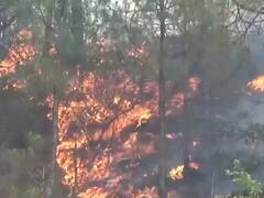 Tehri News: टिहरी में लगातार जल रहे हैं जंगल, आग पर काबू पाने में वन महकमा नाकाम, लाखों का हुआ नुकसान