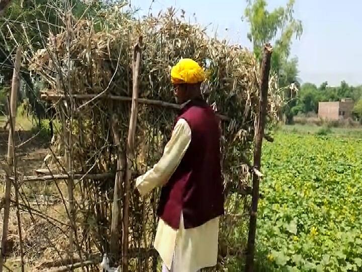 guarding in the garden to guard the lemon in jalaun Uttar Pradesh ann Jalaun: नींबू की रखवाली के लिए बाग में चौकीदारों को किया गया तैनात, किसान कर रहे हैं पहरेदारी 
