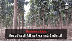 ਮਹੋਗਨੀ ਦੀ ਖੇਤੀ ਕਰਕੇ ਕੁਝ ਹੀ ਸਮੇਂ 'ਚ ਵੀ ਬਣ ਸਕਦੇ ਹੋ ਕਰੋੜਪਤੀ, ਖਾਸ ਗੁਣਾਂ ਵਾਲੇ ਹੁੰਦੇ ਇਹ ਦਰੱਖਤ