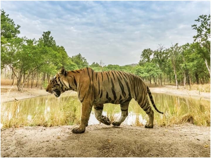 Tiger safari will start in Bandhavgarh National Park of MP from November ANN MP News: बांधवगढ़ नेशनल पार्क में नवंबर से शुरू होगी टाइगर सफारी, जानें कैसे रखे जाएंगे बाघ