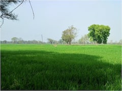 Chhattisgarh News: छत्तीसगढ़ के इस कृषि विश्वविद्यालय का कमाल, सुगंधित धान की पांच उन्नत किस्मों का किया विकास