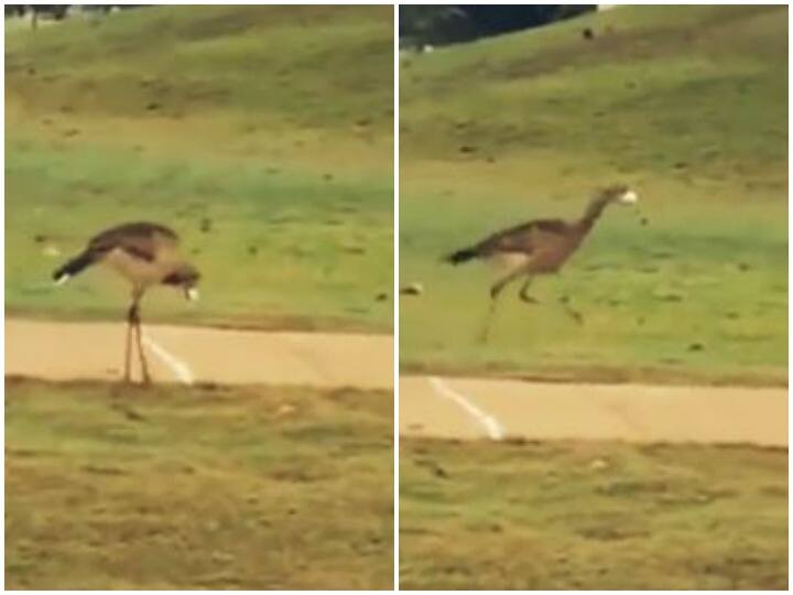 The bird making a splash with the ball in the beak on the golf field Watch: गोल्फ के मैदान पर धमाल मचा रही चिड़िया, चोंच में गेंद को लेकर दिखाया अनोखा खेल