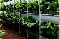 हळदीच्या क्रांतिकारक उत्पादनाबाबत जागरूकता आणणारा व्हर्टिकल फार्मिंग क्लस्टर प्रकल्प