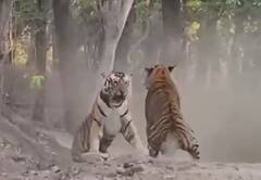 'तिचं' मन जिंकण्यासाठी वाघ भिडले; दोन वाघांच्या लढाईचा व्हिडीओ चर्चेत