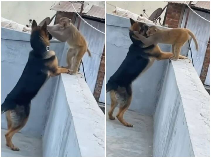 Monkey and dog found in a special way on the roof of the house Watch: घर की छत पर खास अंदाज में मिले बंदर और डॉगी, यूजर्स बोले 'सच्चे दोस्त'