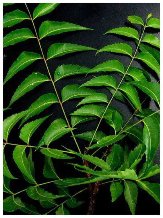 नीम की पत्तियों में छिपे हैं औषधीय गुण, सेहत को होंगे ये 10 फायदे