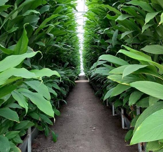 हळदीच्या क्रांतिकारक उत्पादनासाठीचा व्हर्टिकल फार्मिंग क्लस्टर प्रकल्प