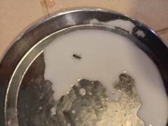 રાજકોટઃ આત્મીય યુનિ.ની હોસ્ટેલના ભોજનમાં જીવાત નિકળ્યાનો આરોપ, કિડા નિકળ્યાનો વીડિયો વિદ્યાર્થીઓએ જાહેર કર્યો