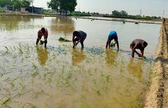 Punjab 'ਚ ਬਿਜਲੀ ਕੱਟਾਂ ਦੀ ਸਭ ਤੋਂ ਵੱਧ ਮਾਰ ਝੱਲ ਰਹੇ ਨੇ ਕਿਸਾਨ, ਰਾਤਾਂ ਜਾਗਣ ਨੂੰ ਮਜਬੂਰ